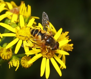 Eristalis horticola, hoverfly, male, Alan Prowse